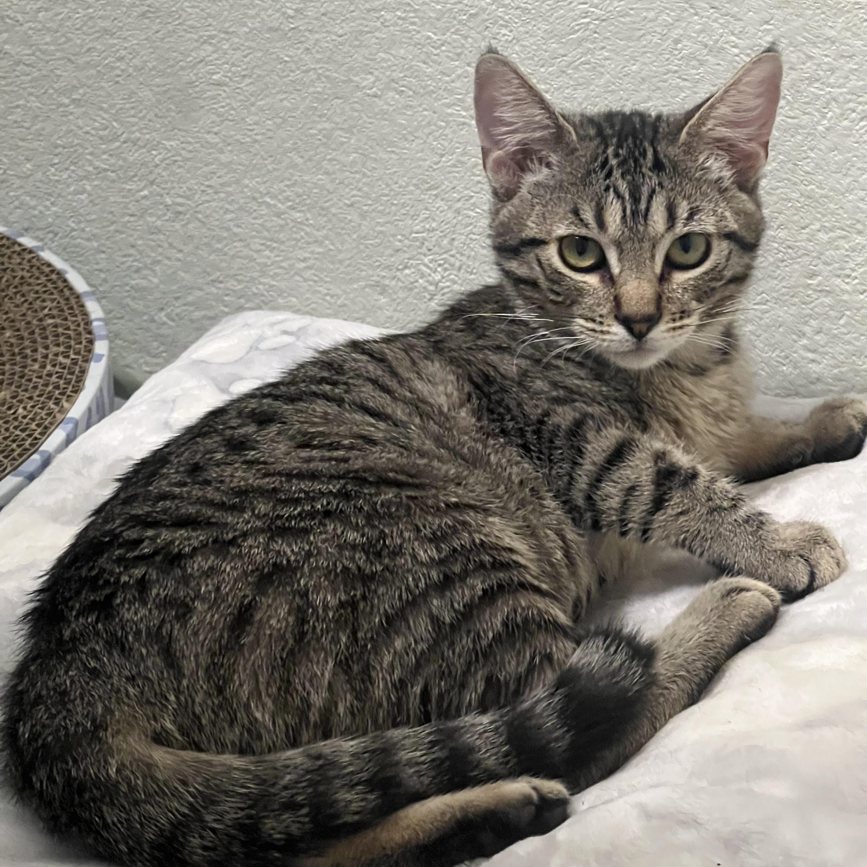 Enlarge Julietta, an adopted Tabby in Santa Monica, CA image 3/6
