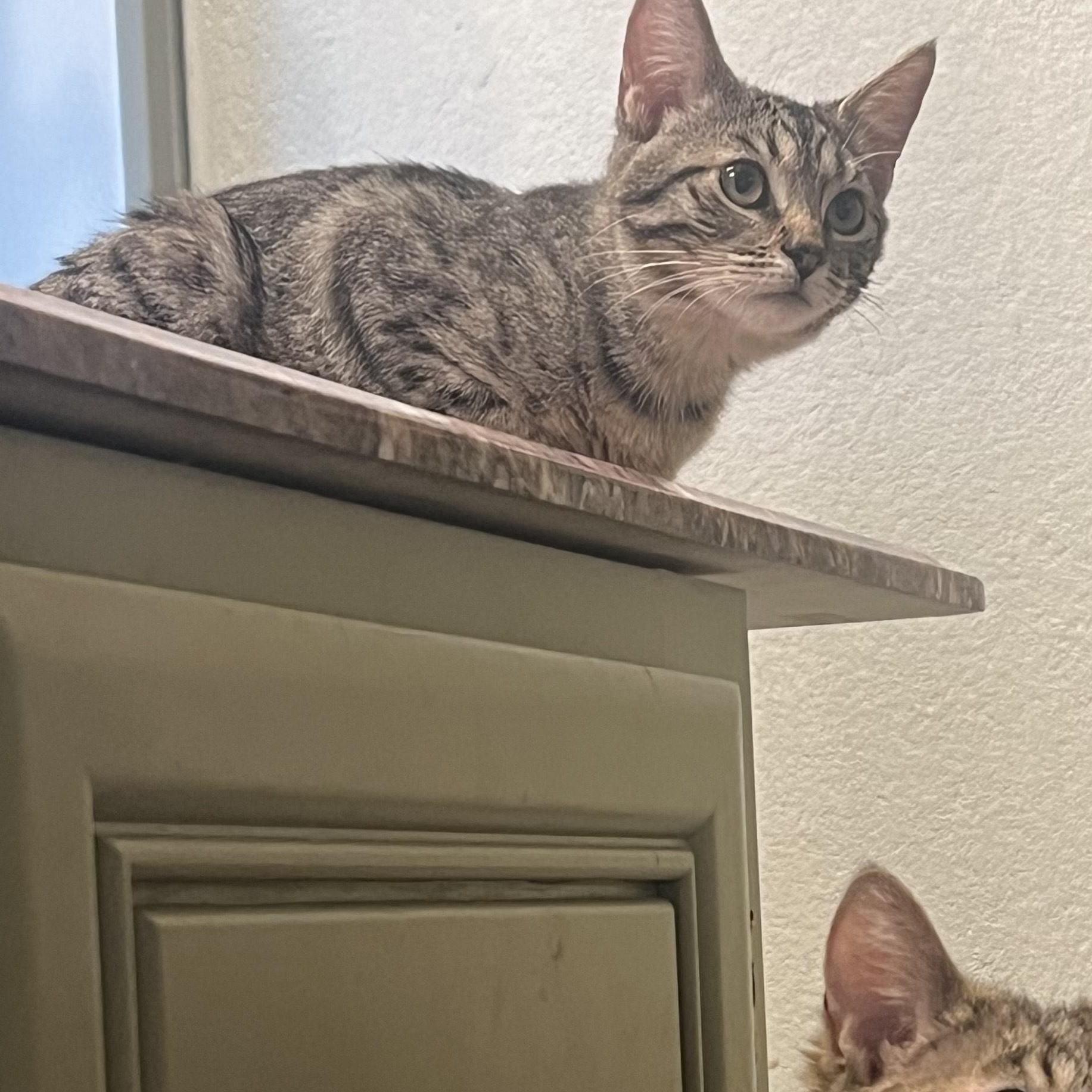 Enlarge Julietta, an adopted Tabby in Santa Monica, CA image 4/6