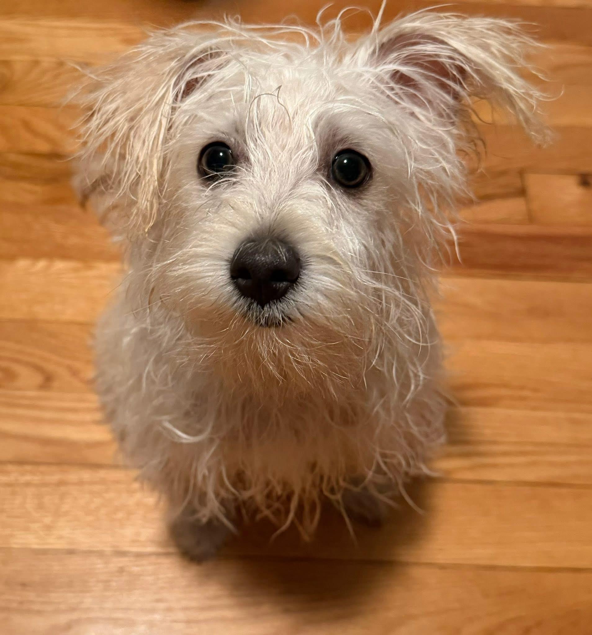 Bailey. ADOPTED, an adopted mixed breed in Union Grove, WI image 3/4