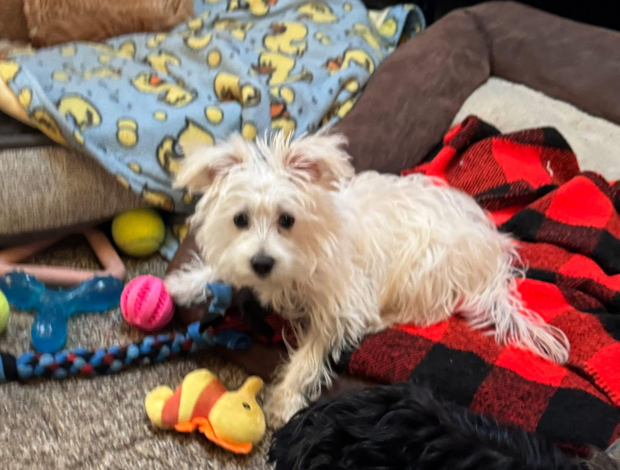 Bailey. ADOPTED, an adopted mixed breed in Union Grove, WI image 4/4