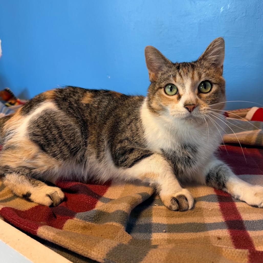 Rocky Road, Adoptable, Adult Female Domestic Short Hair.