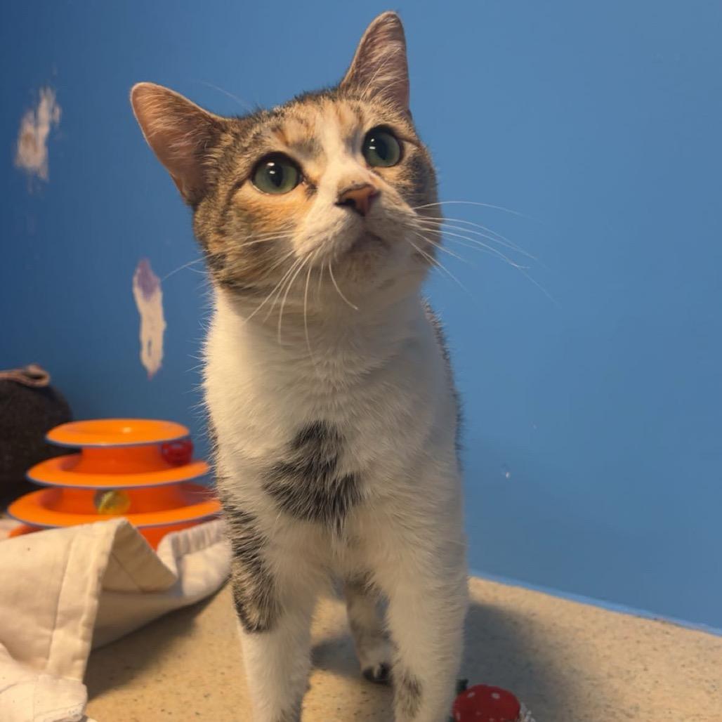 Rocky Road, Adoptable, Adult Female Domestic Short Hair.