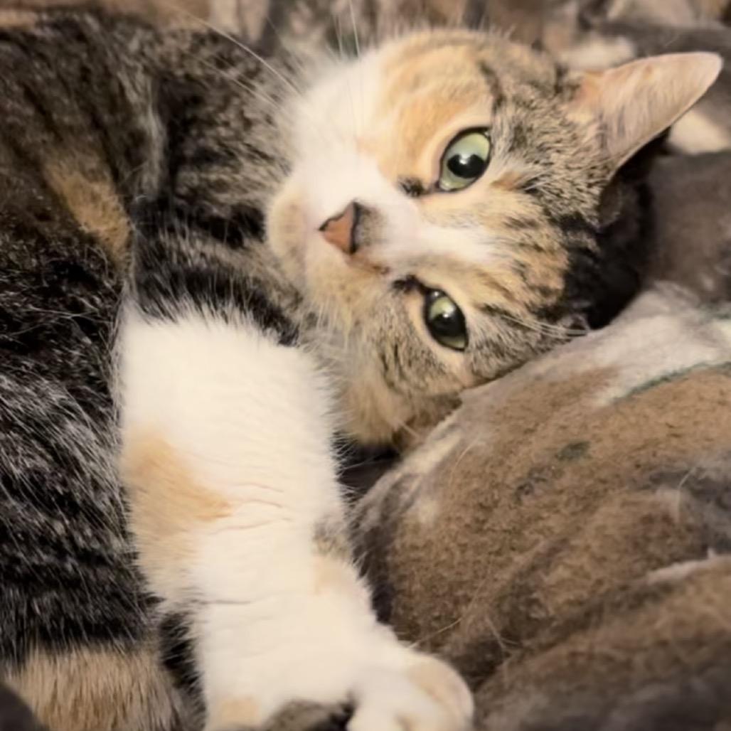 Rocky Road, Adoptable, Adult Female Domestic Short Hair.