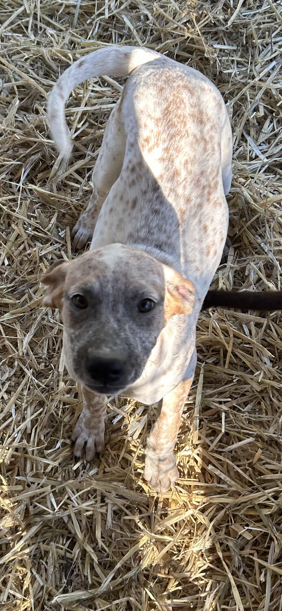 Summer, a Adoptable mixed breed in Texarkana, TX image 1/2