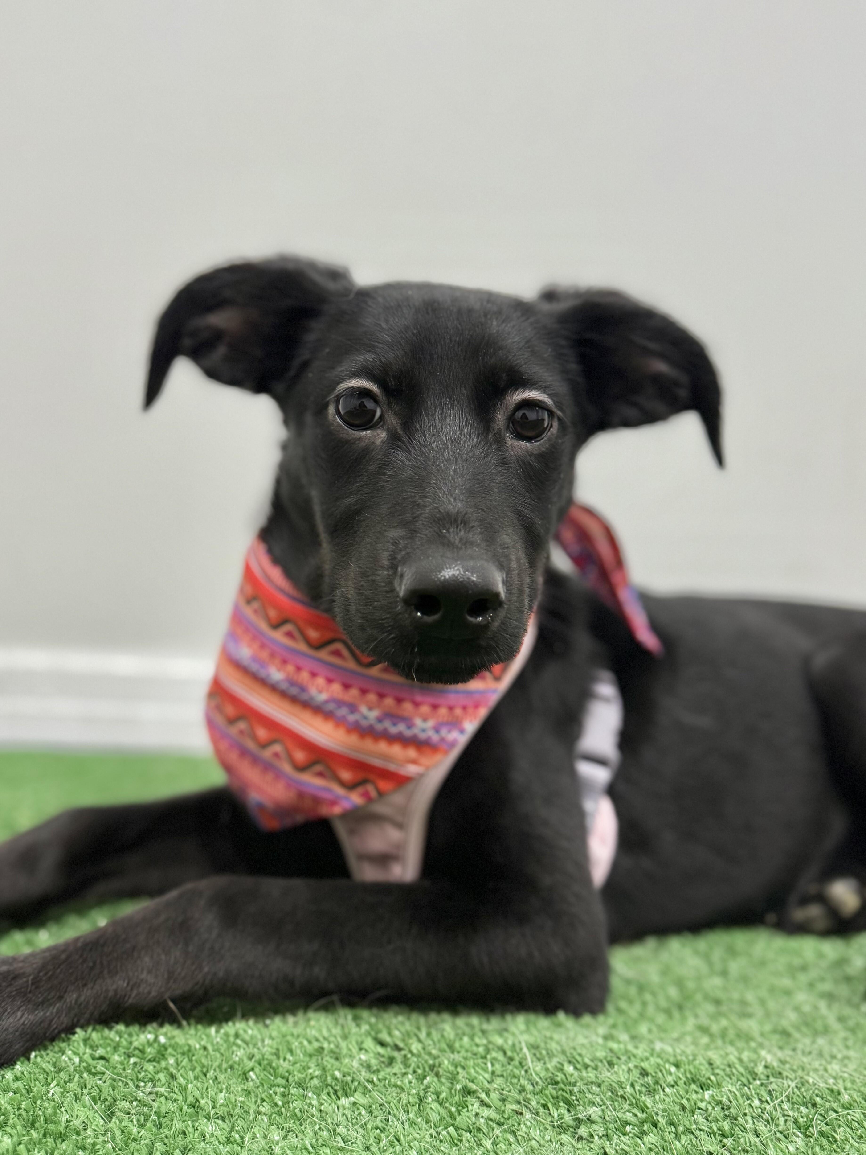 Enlarge Luz-One of our Amazing Rescue Dogs, a Adoptable mixed breed in Sparks, NV image 1/1