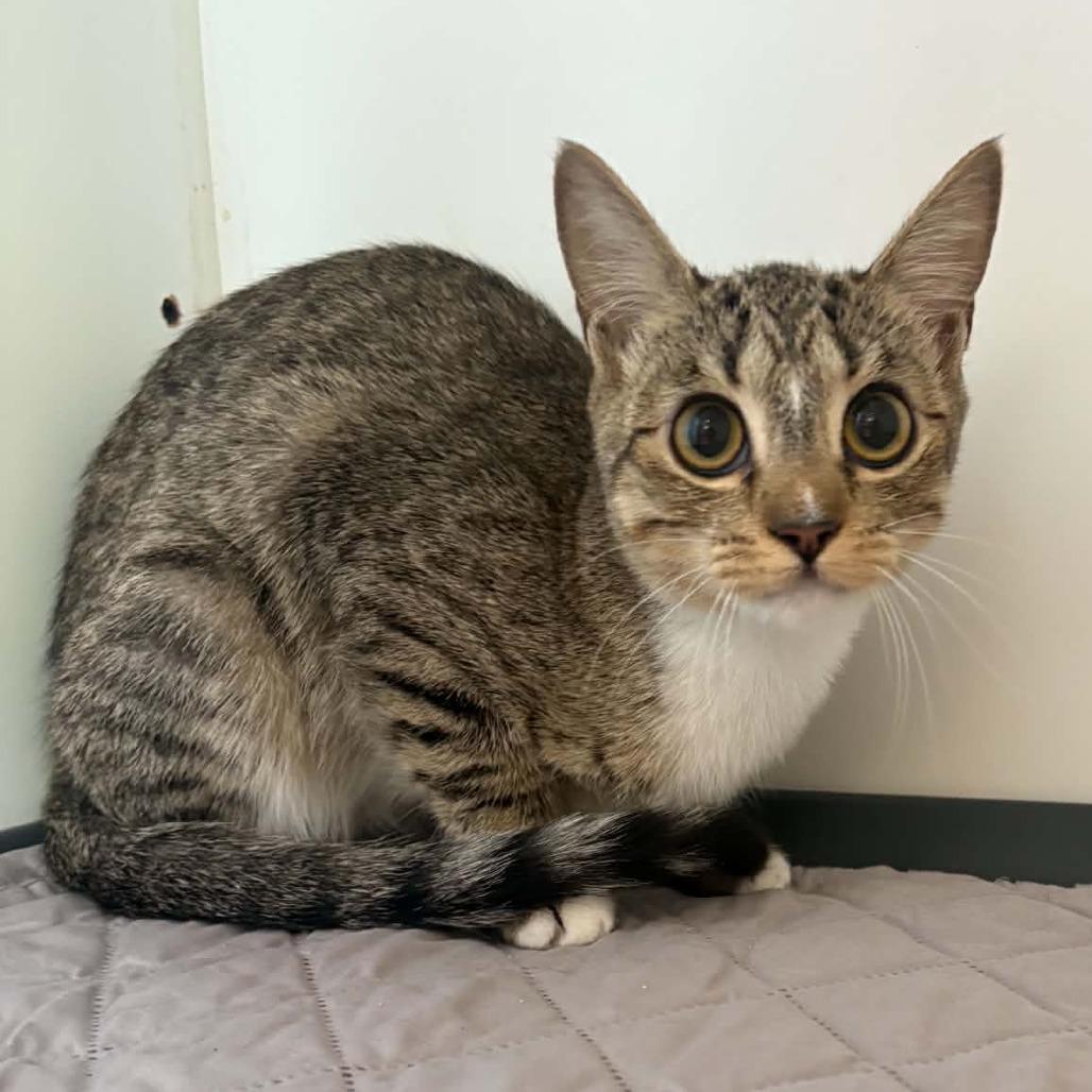 Dora - City of Industry Location, Adoptable, Young Female Domestic Short Hair.
