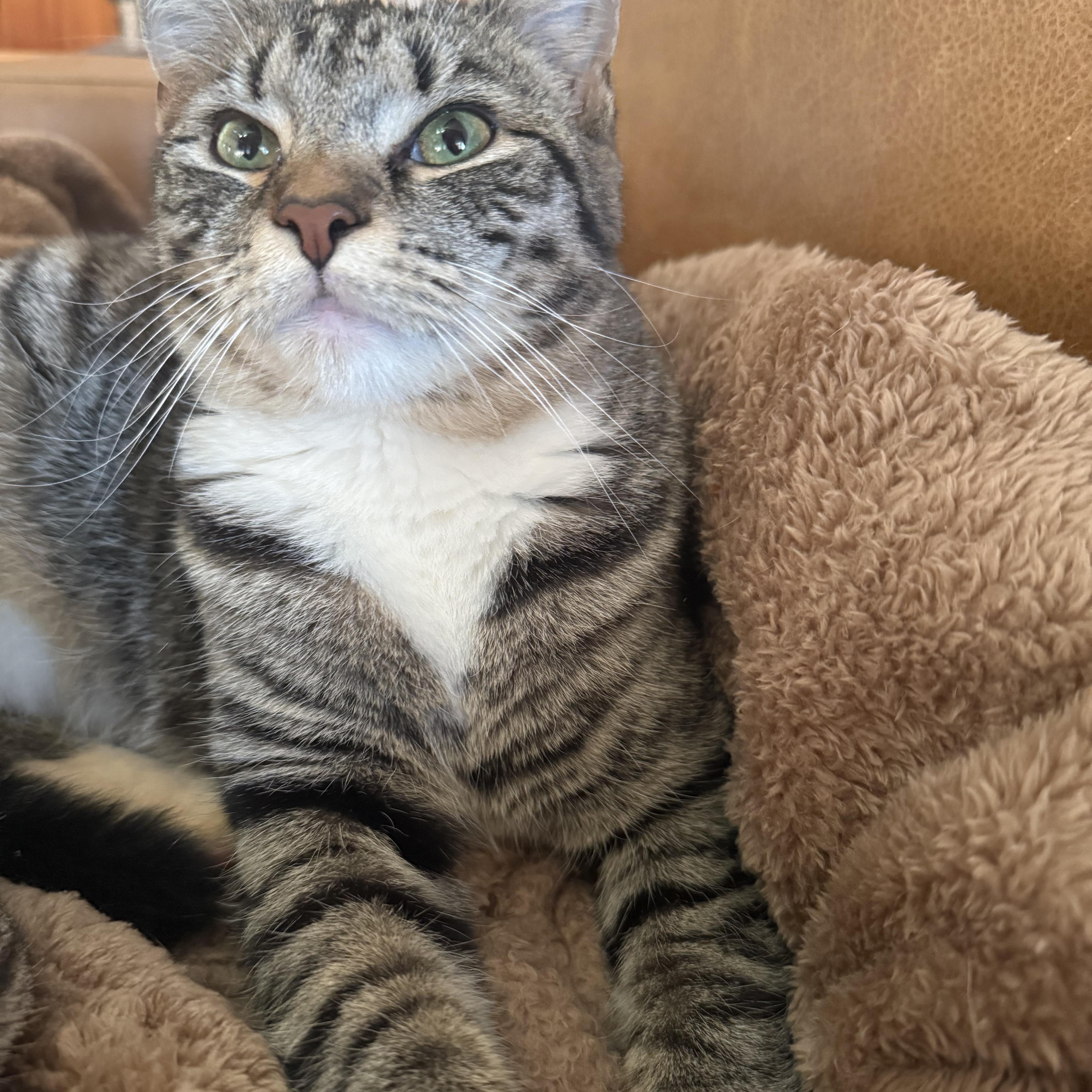 Maeve (bonded to Mae) , a ADOPTABLE Domestic Short Hair in Asheville, NC image 3/5