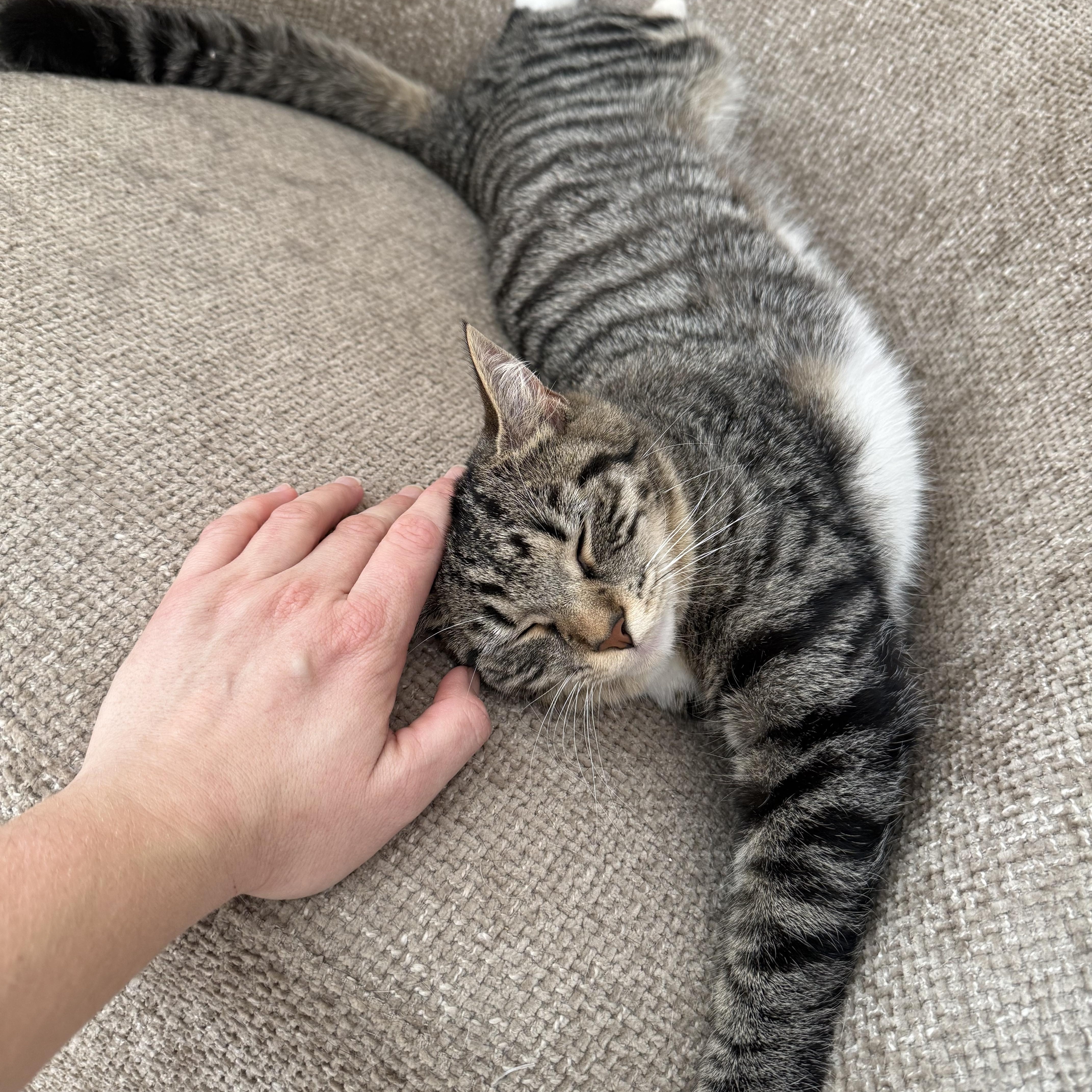 Maeve (bonded to Mae) , a ADOPTABLE Domestic Short Hair in Asheville, NC image 4/5