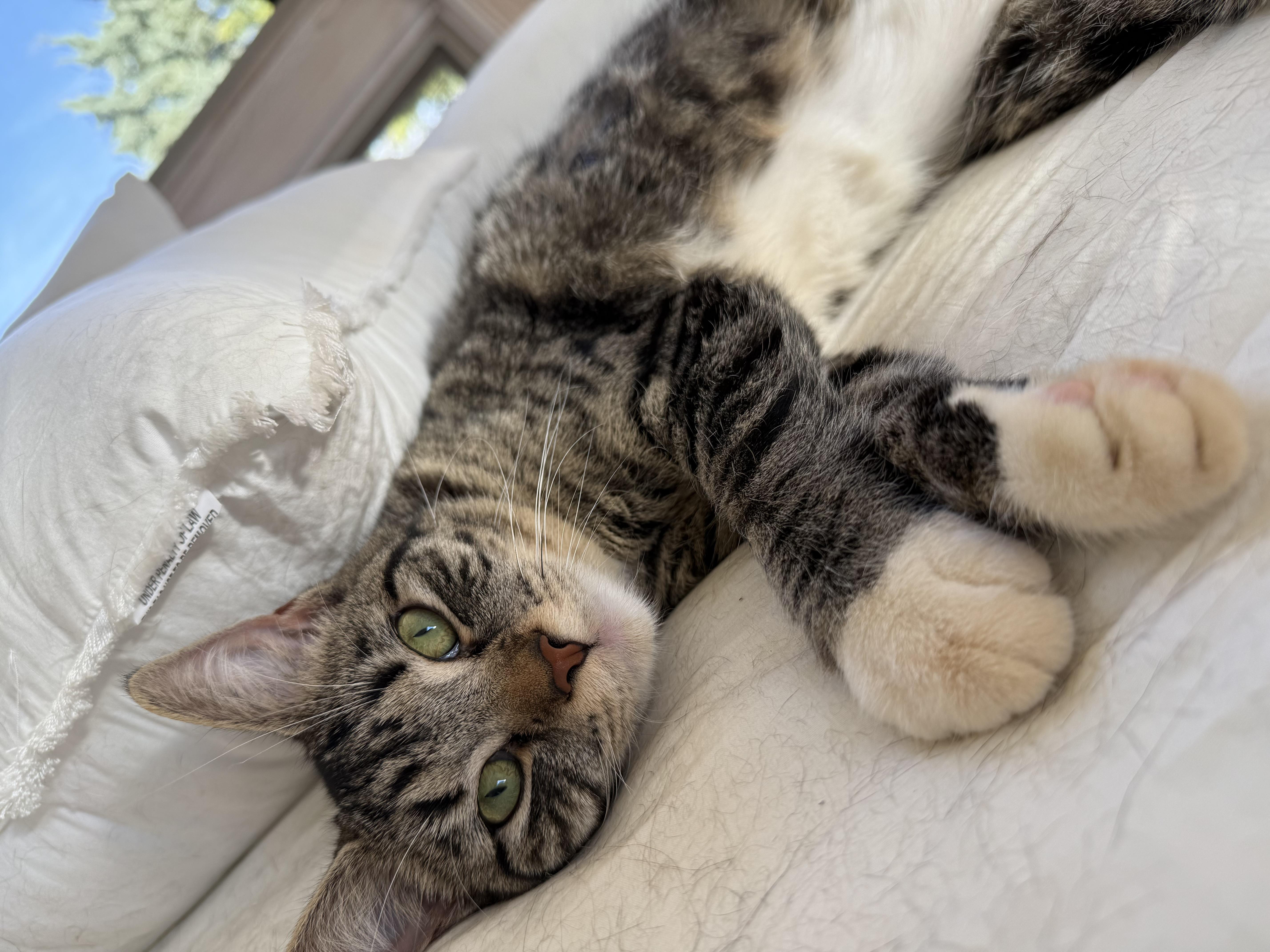Maeve (bonded to Mae) , a ADOPTABLE Domestic Short Hair in Asheville, NC image 2/5
