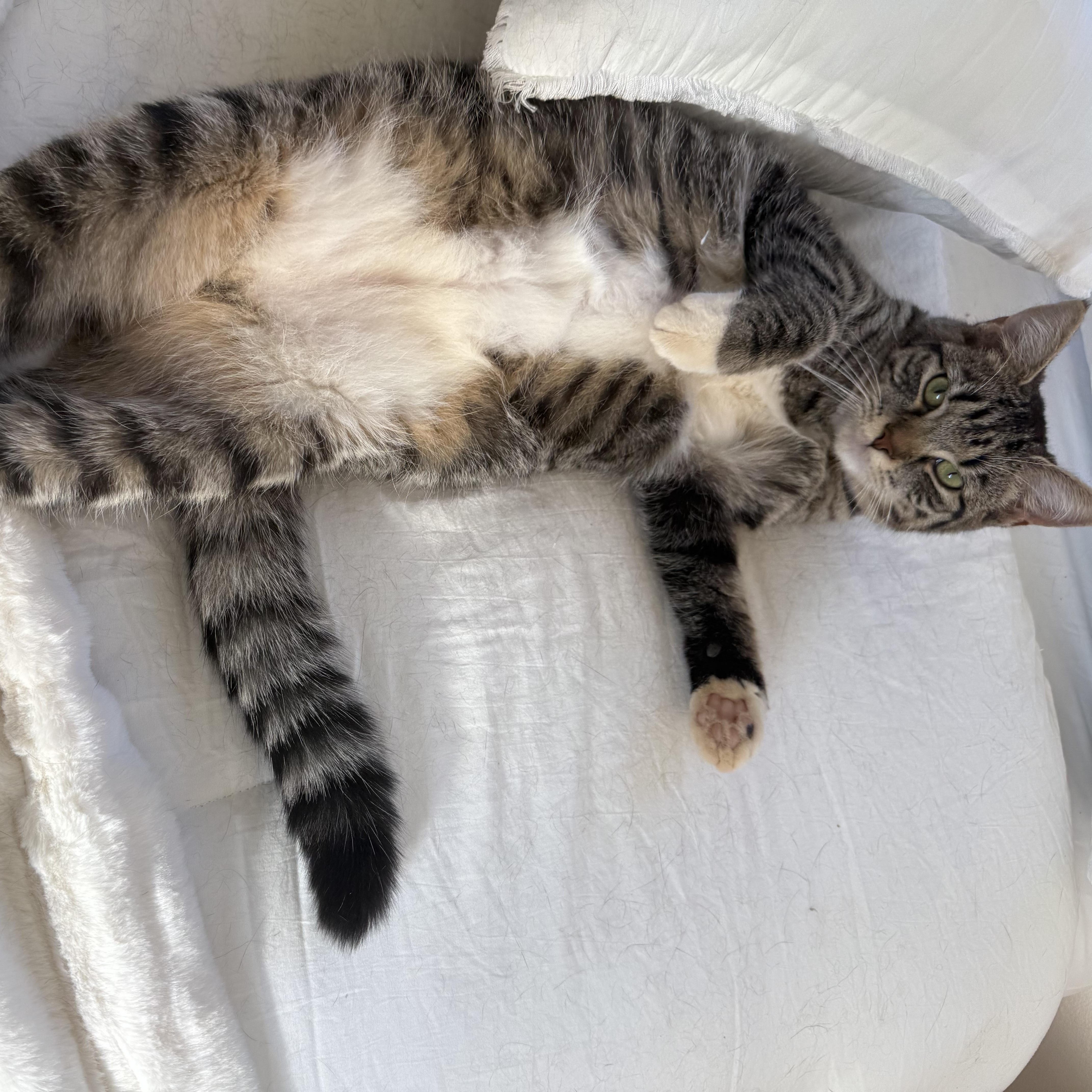 Maeve (bonded to Mae) , ADOPTABLE, Young Female Domestic Short Hair.