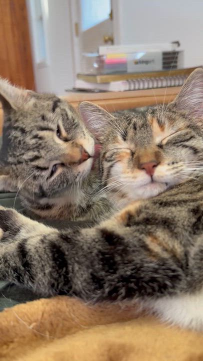 Enlarge Maeve (bonded to Mae) , a ADOPTABLE Domestic Short Hair in Asheville, NC video 5/5