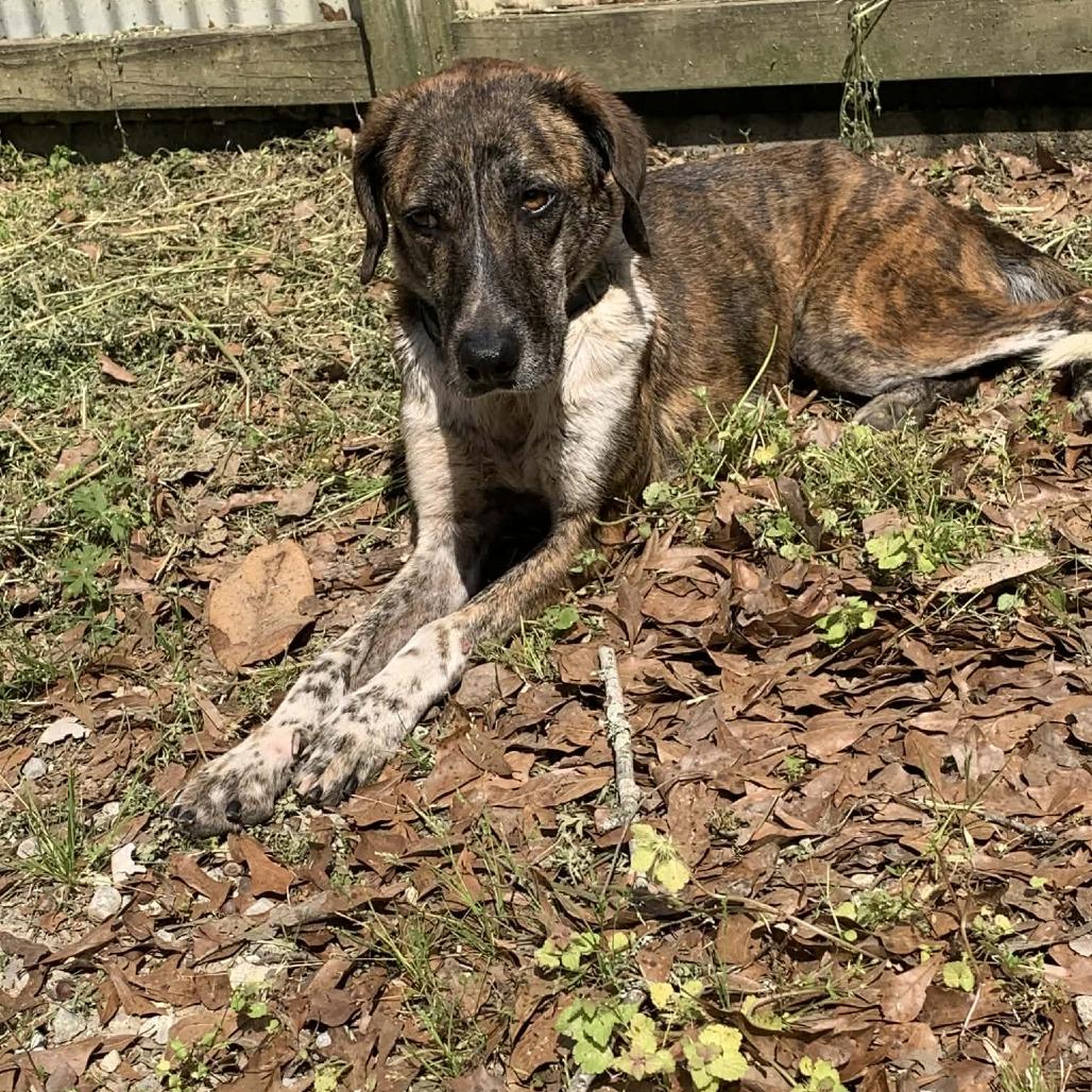 Trucker, Adoptable, Adult Male Coonhound & Mixed Breed.