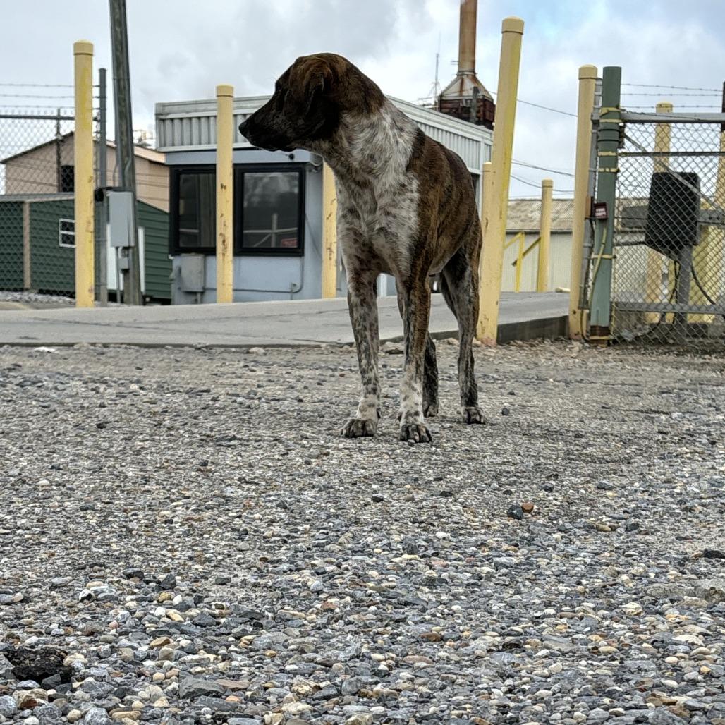 Enlarge Trucker, a Adoptable mixed breed in Laurel, MS image 2/2