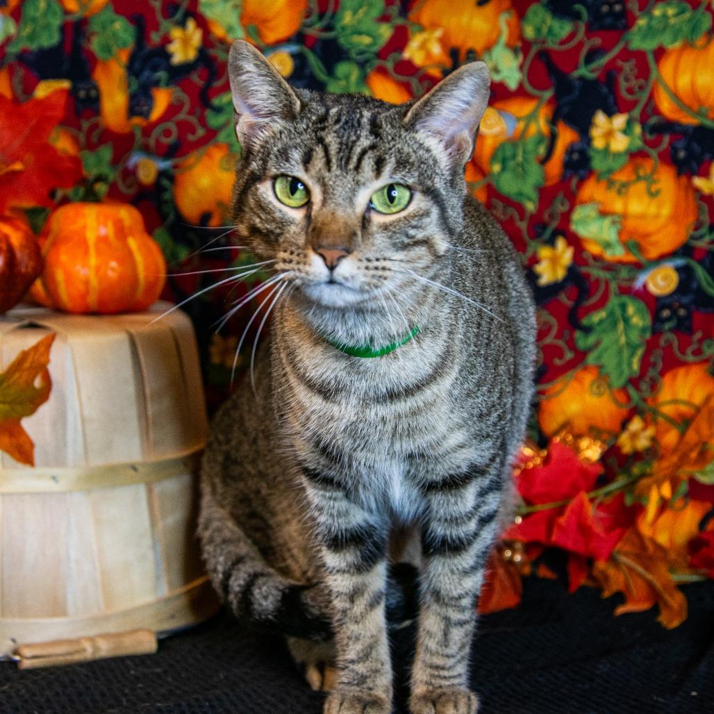 Tiki, ADOPTABLE, Adult Female Domestic Short Hair.