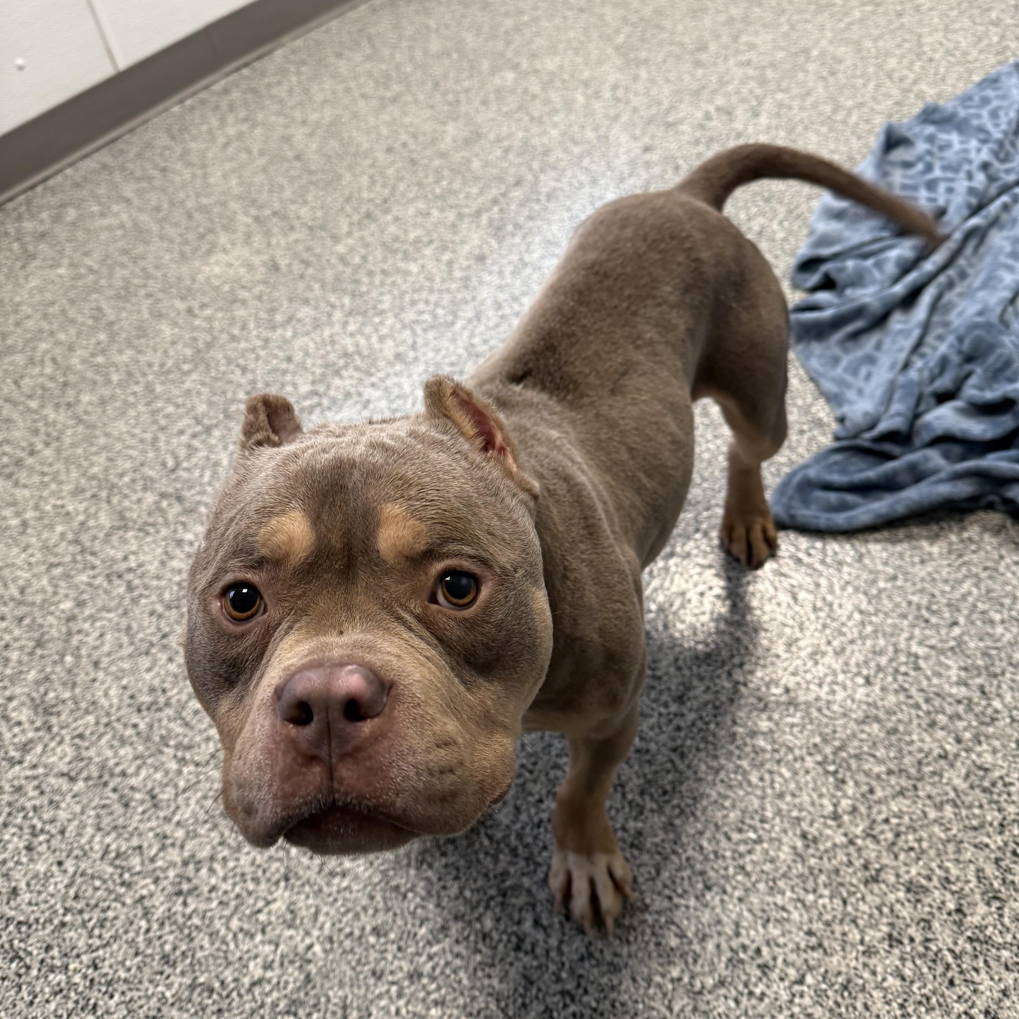 Enlarge Porky, an adopted mixed breed in Detroit, MI image 4/5