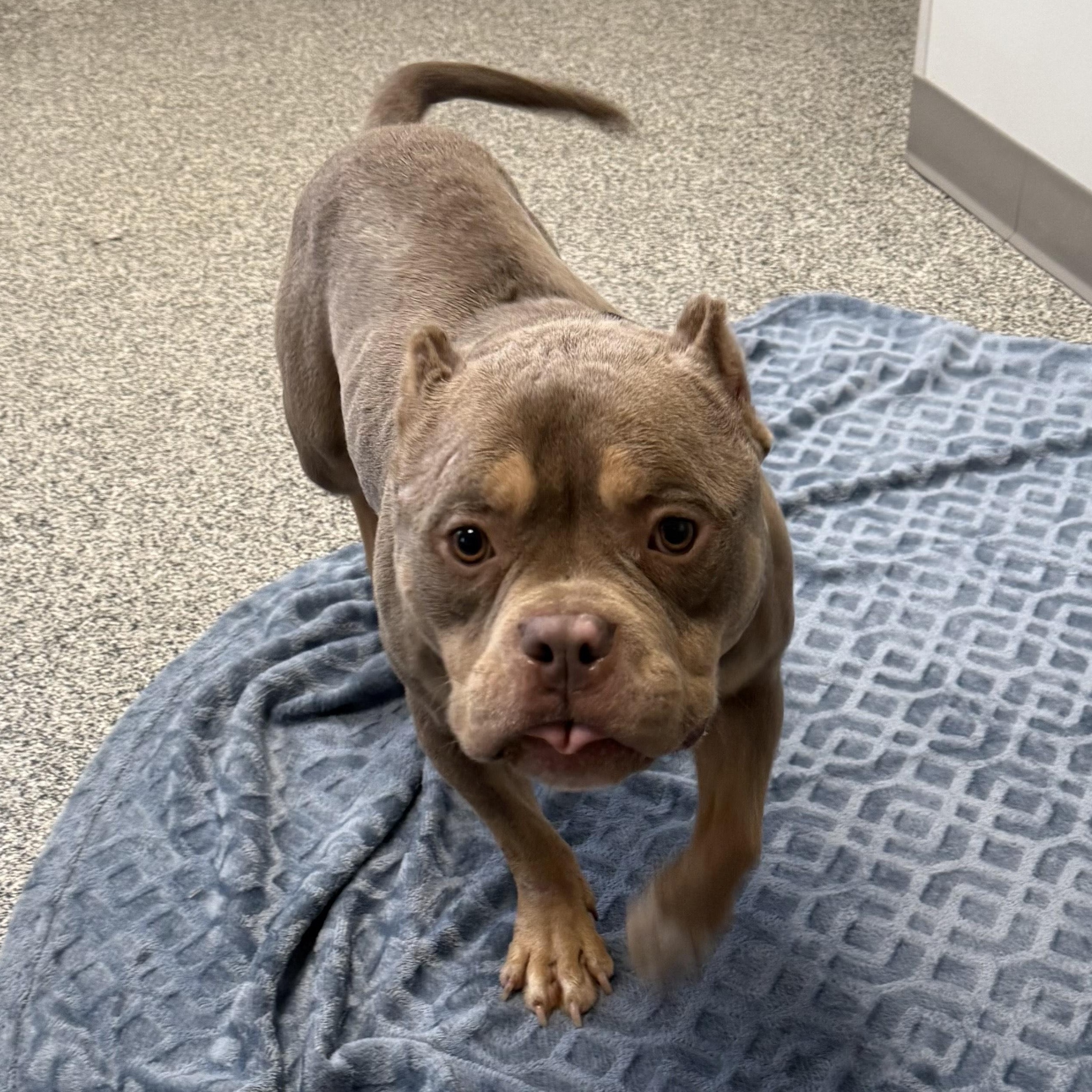 Enlarge Porky, an adopted mixed breed in Detroit, MI image 3/5