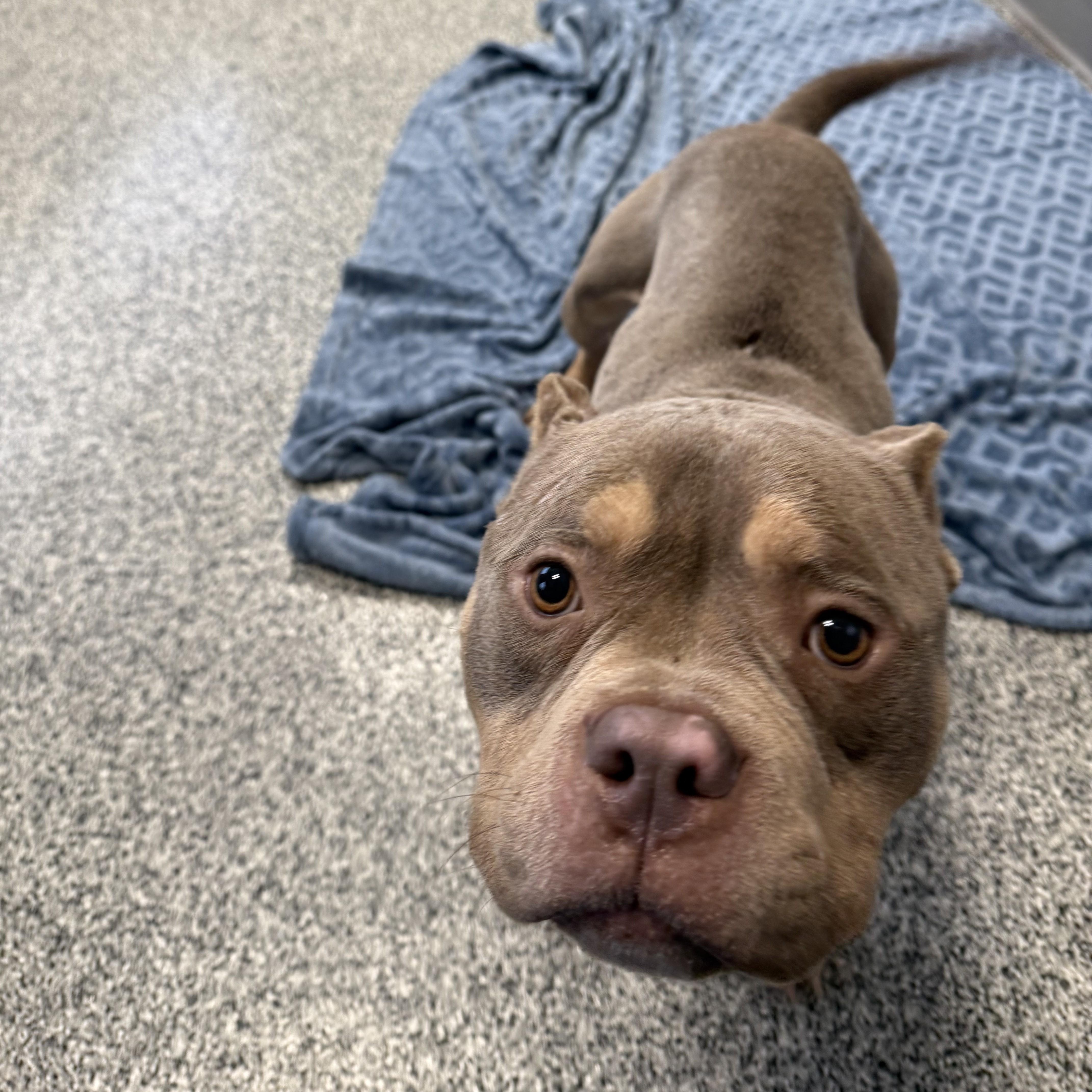 Enlarge Porky, an adopted mixed breed in Detroit, MI image 2/5