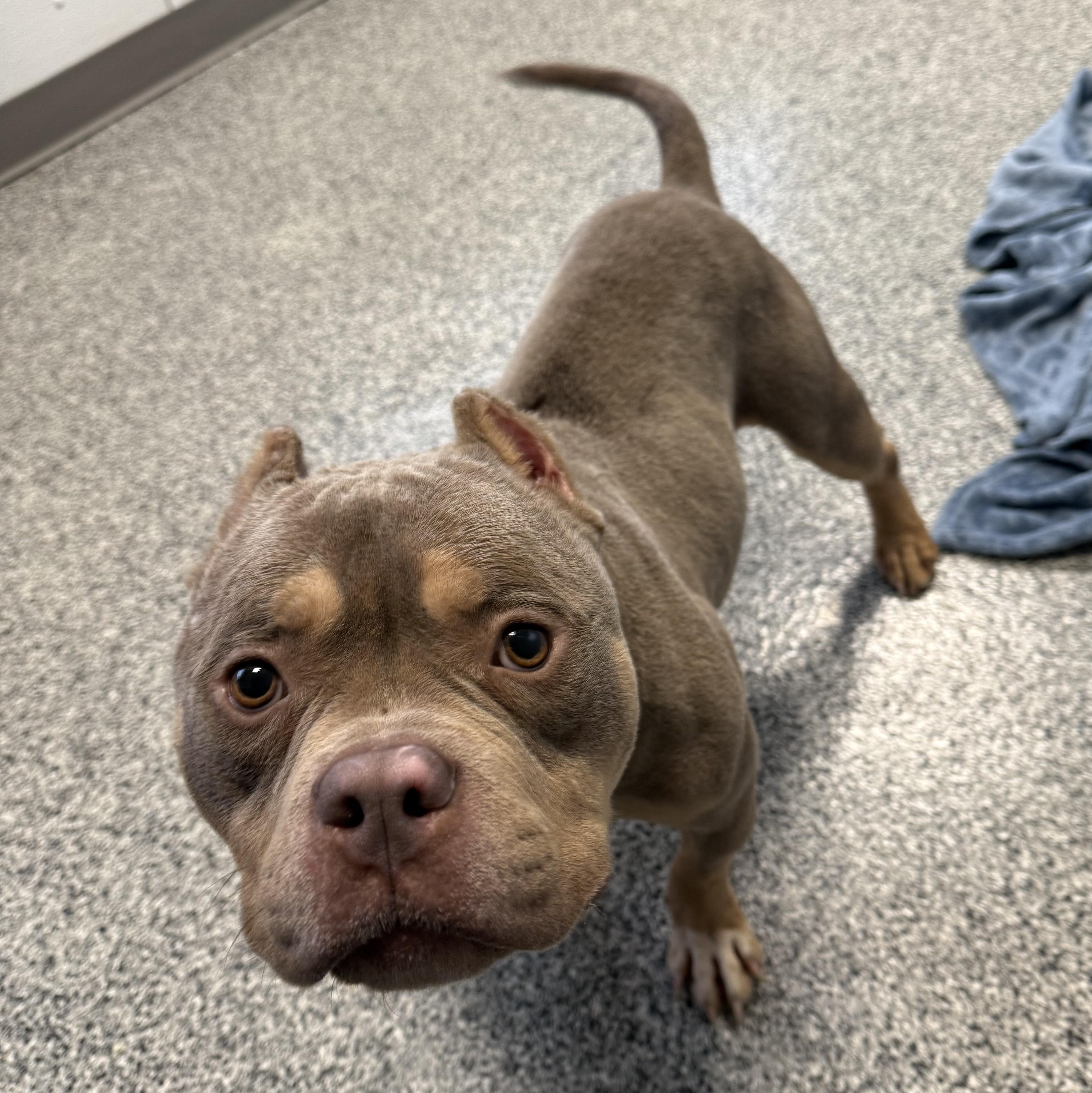 Enlarge Porky, an adopted mixed breed in Detroit, MI image 1/5