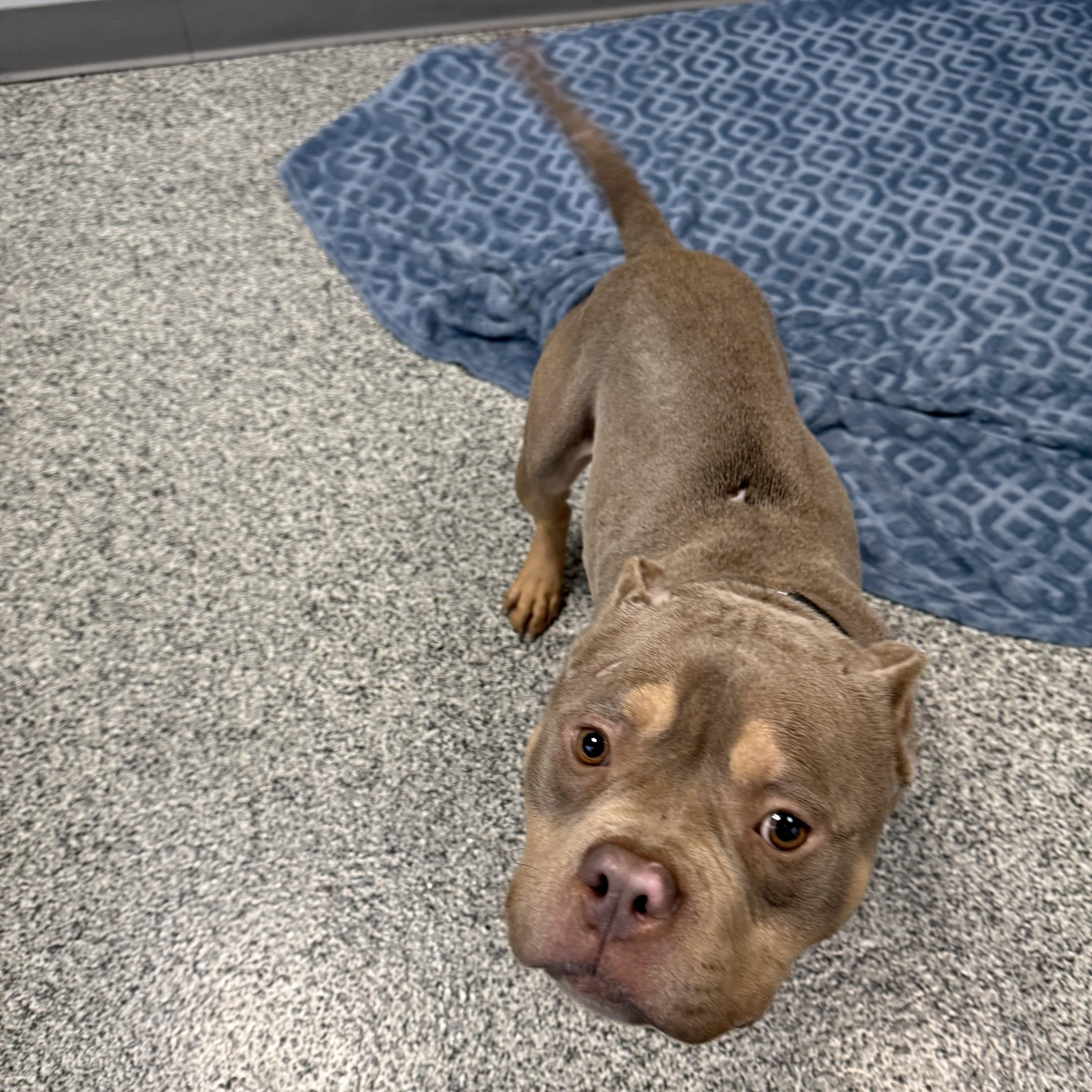 Enlarge Porky, an adopted mixed breed in Detroit, MI image 5/5