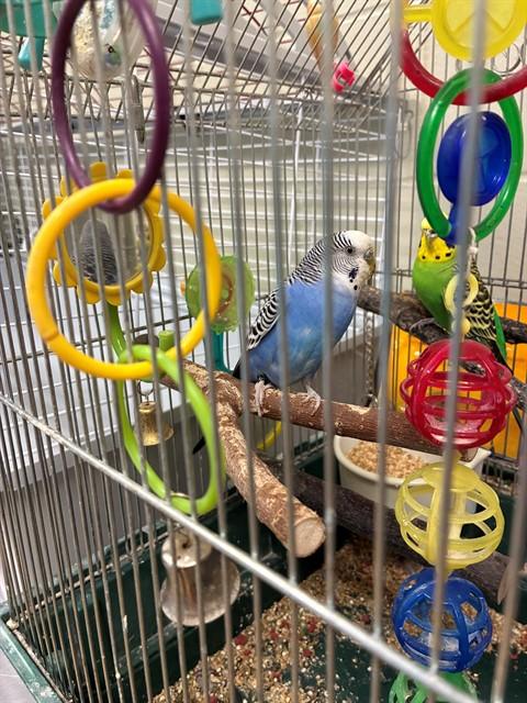 Enlarge BLUEBERRY, a Adoptable Parakeet (Other) in Minneapolis, MN image 1/1