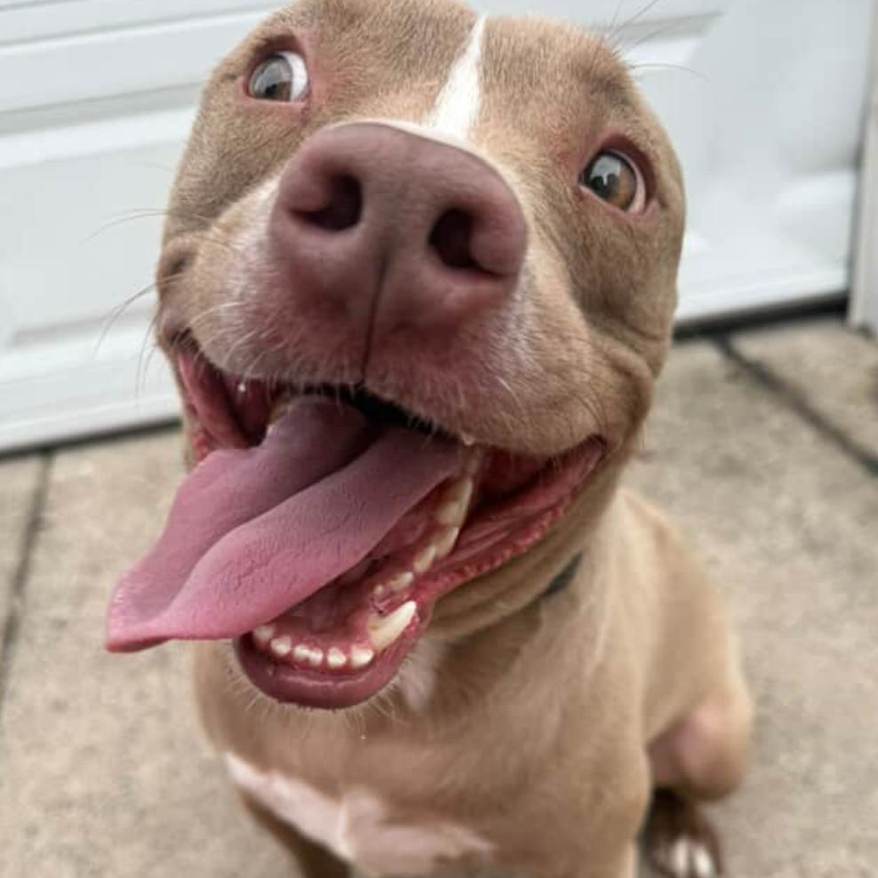 Benny, Adoptable, Adult Male Pit Bull Terrier.