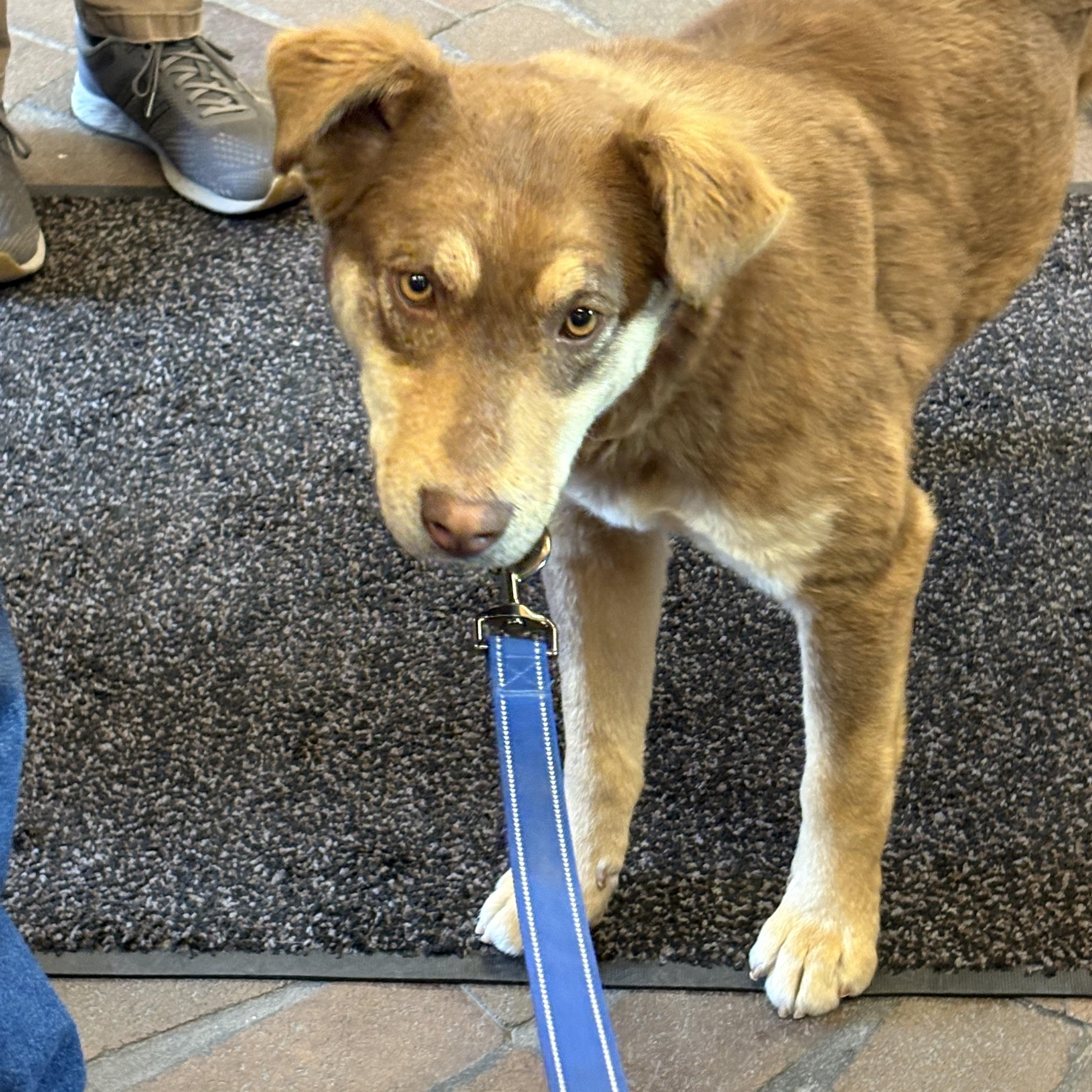 Willow , Adoptable, Young Female Australian Shepherd.