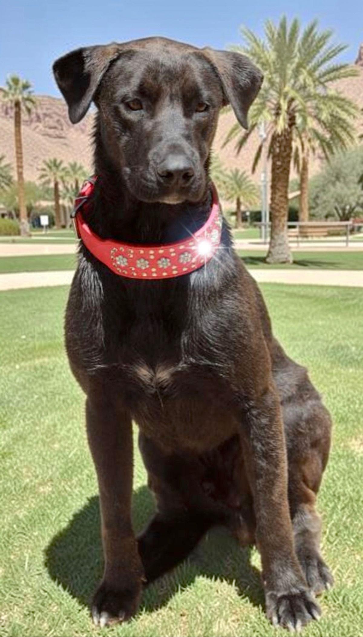Charlie, Adoptable, Adult Male Labrador Retriever & Shepherd.