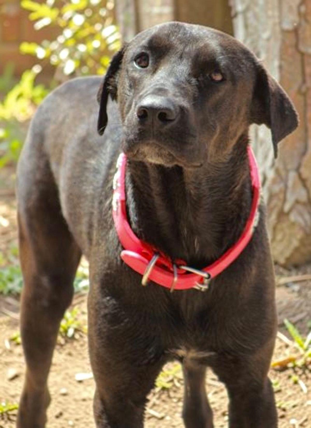 Enlarge Charlie, a Adoptable mixed breed in Kingman, AZ image 2/3