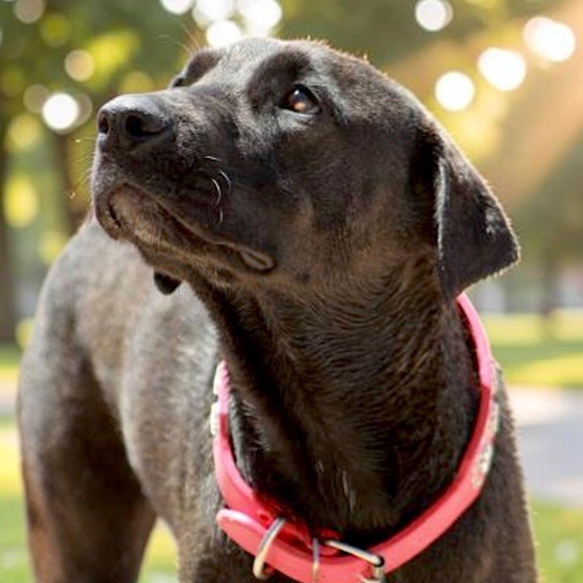 Enlarge Charlie, a Adoptable mixed breed in Kingman, AZ image 3/3