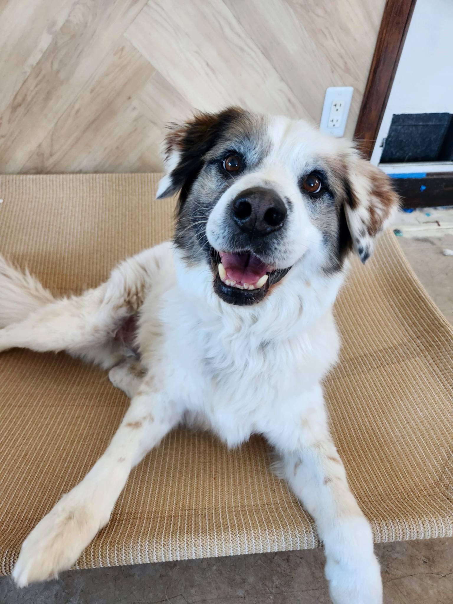 Auggie, Adoptable, Adult Male Australian Shepherd.