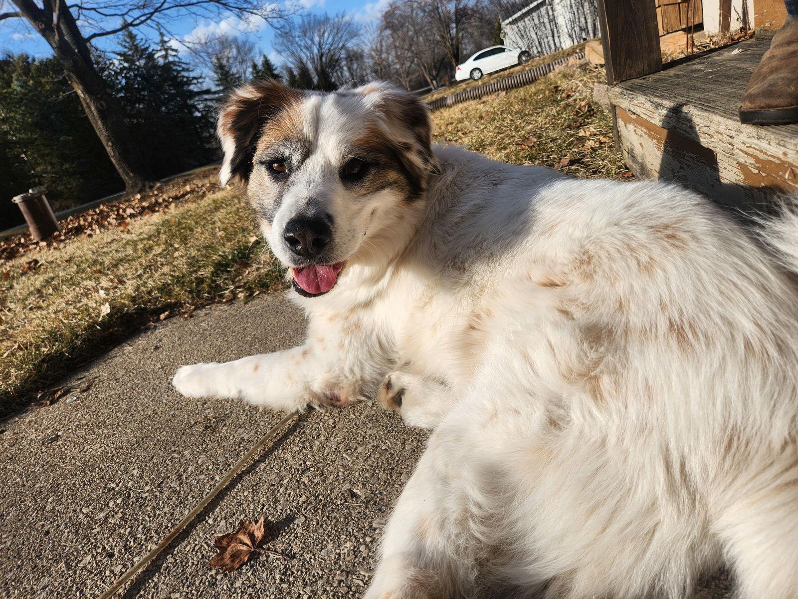 Auggie, Adoptable, Adult Male Australian Shepherd.