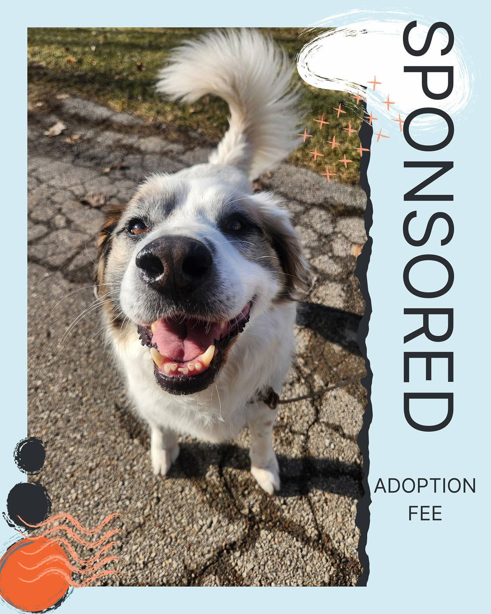 Enlarge Auggie, a Adoptable Australian Shepherd in New London, WI image 2/3