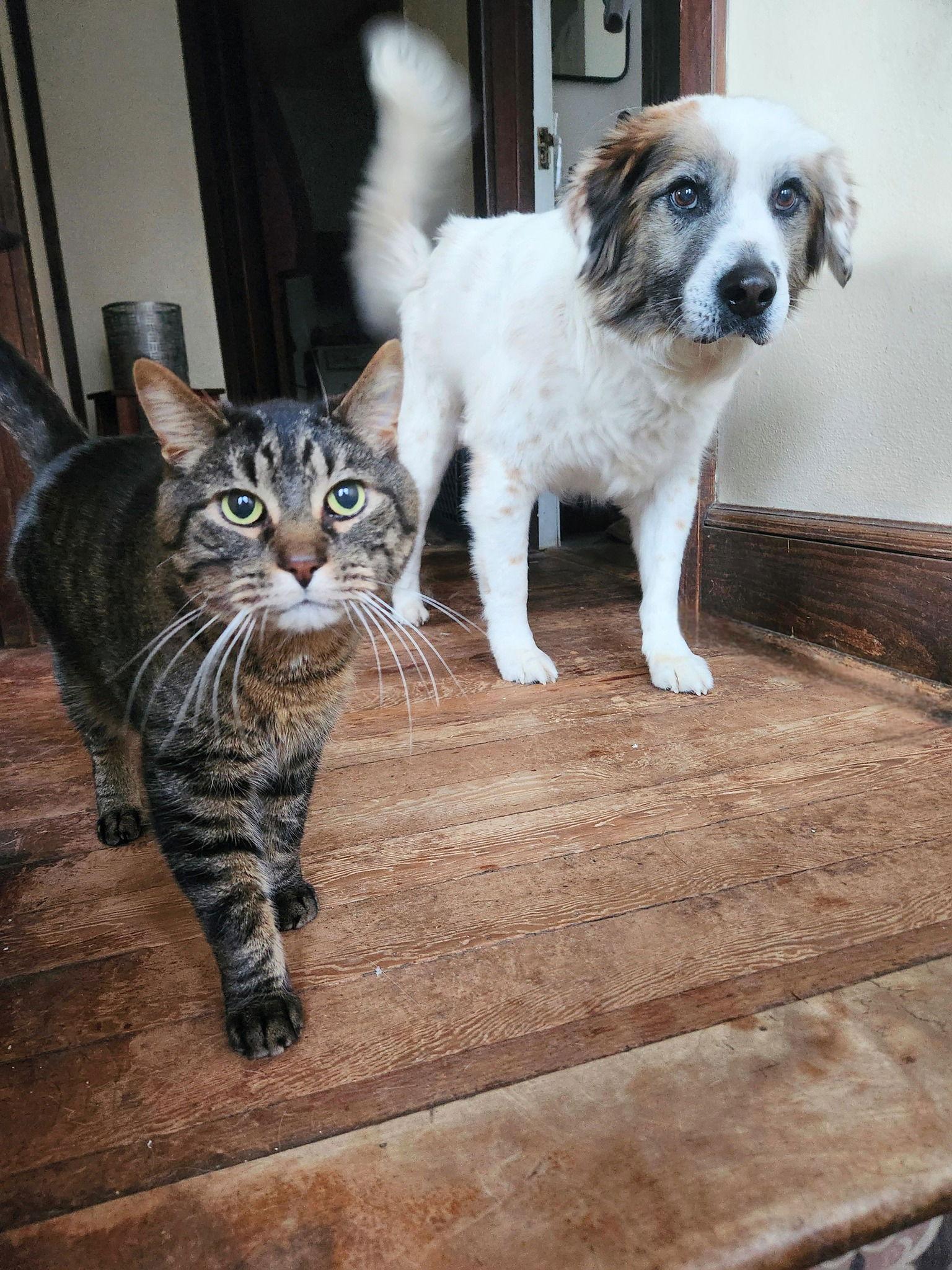 Enlarge Auggie, a Adoptable Australian Shepherd in New London, WI image 3/3