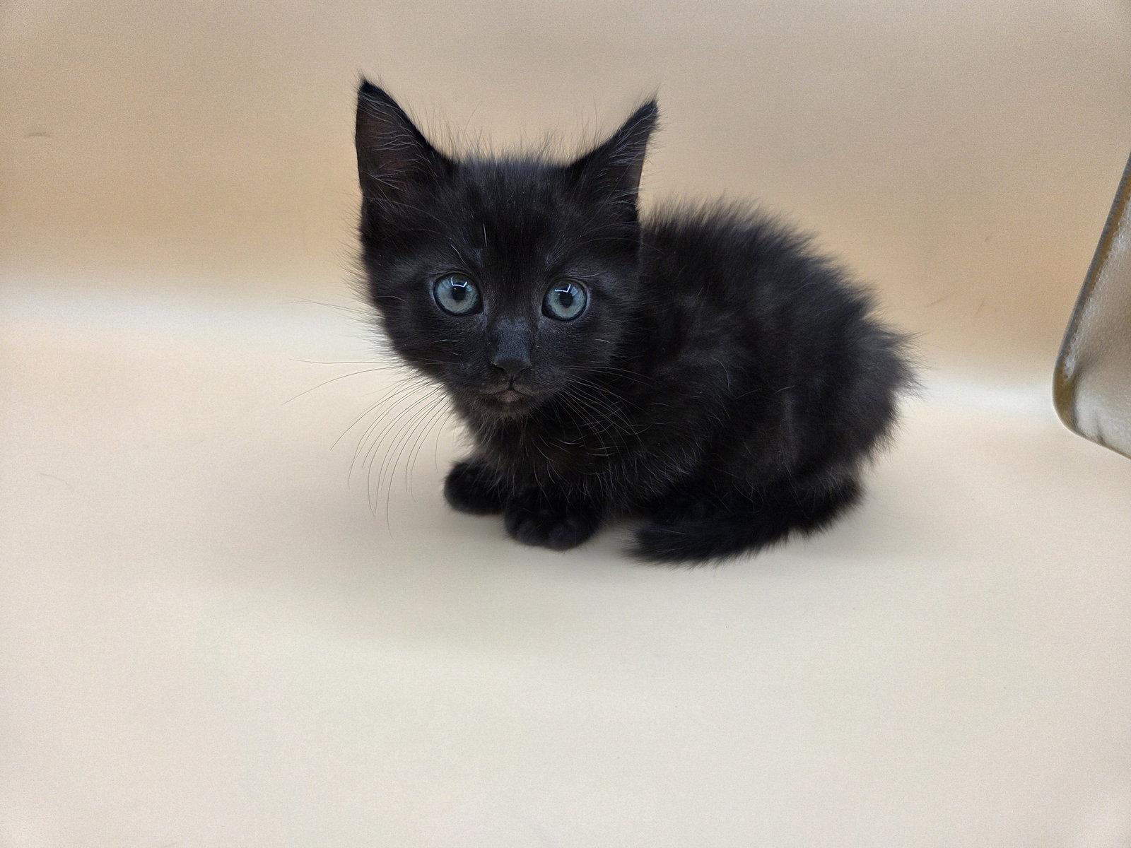 Squeaky, Adopted, Kitten Male Domestic Medium Hair.
