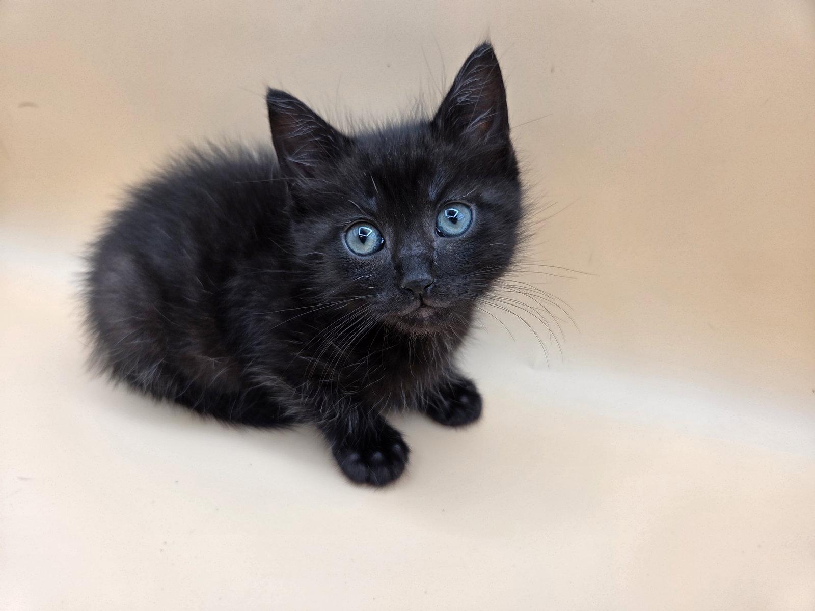 Squeaky, a Adopted Domestic Medium Hair in Magnolia Springs, AL image 2/3