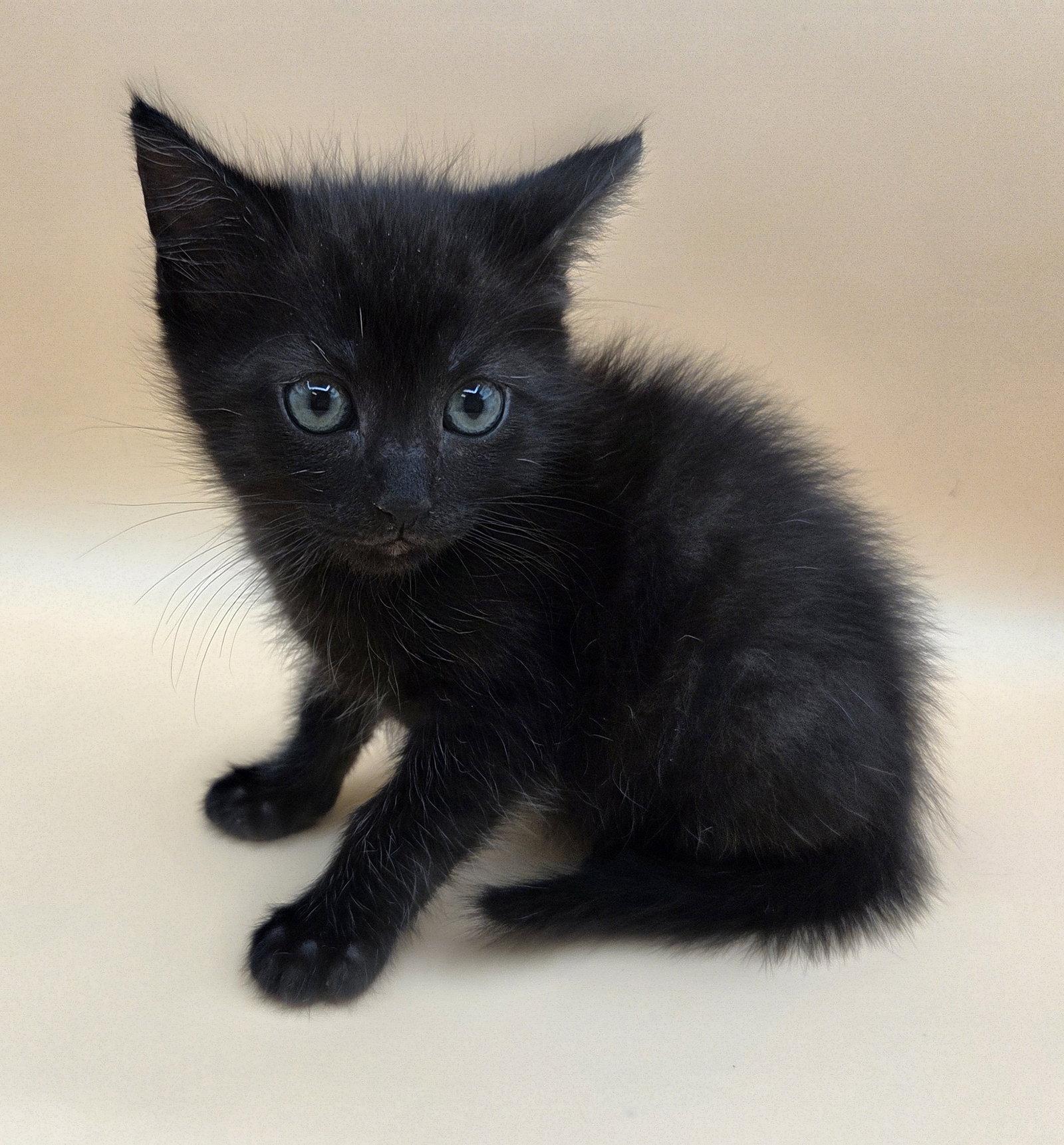 Squeaky, a Adopted Domestic Medium Hair in Magnolia Springs, AL image 3/3