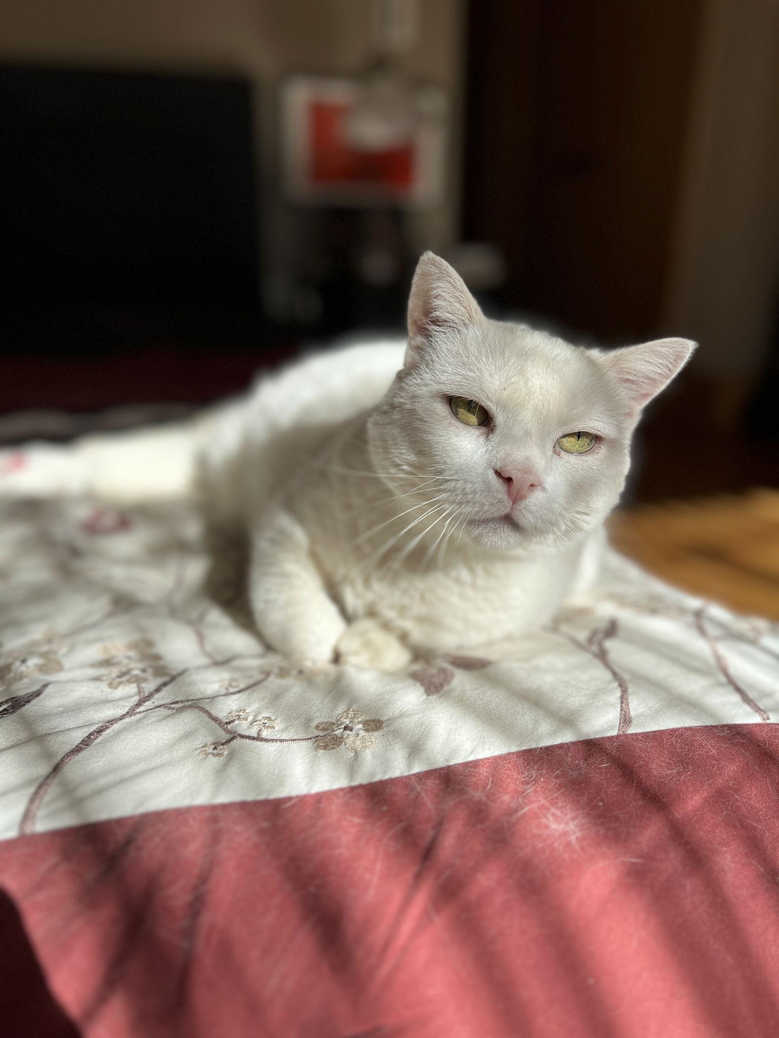 Enlarge Jenny, a Adopted Domestic Short Hair in Broomall, PA image 1/3