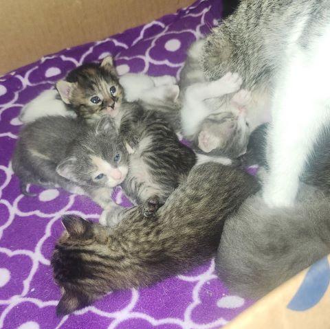First litter