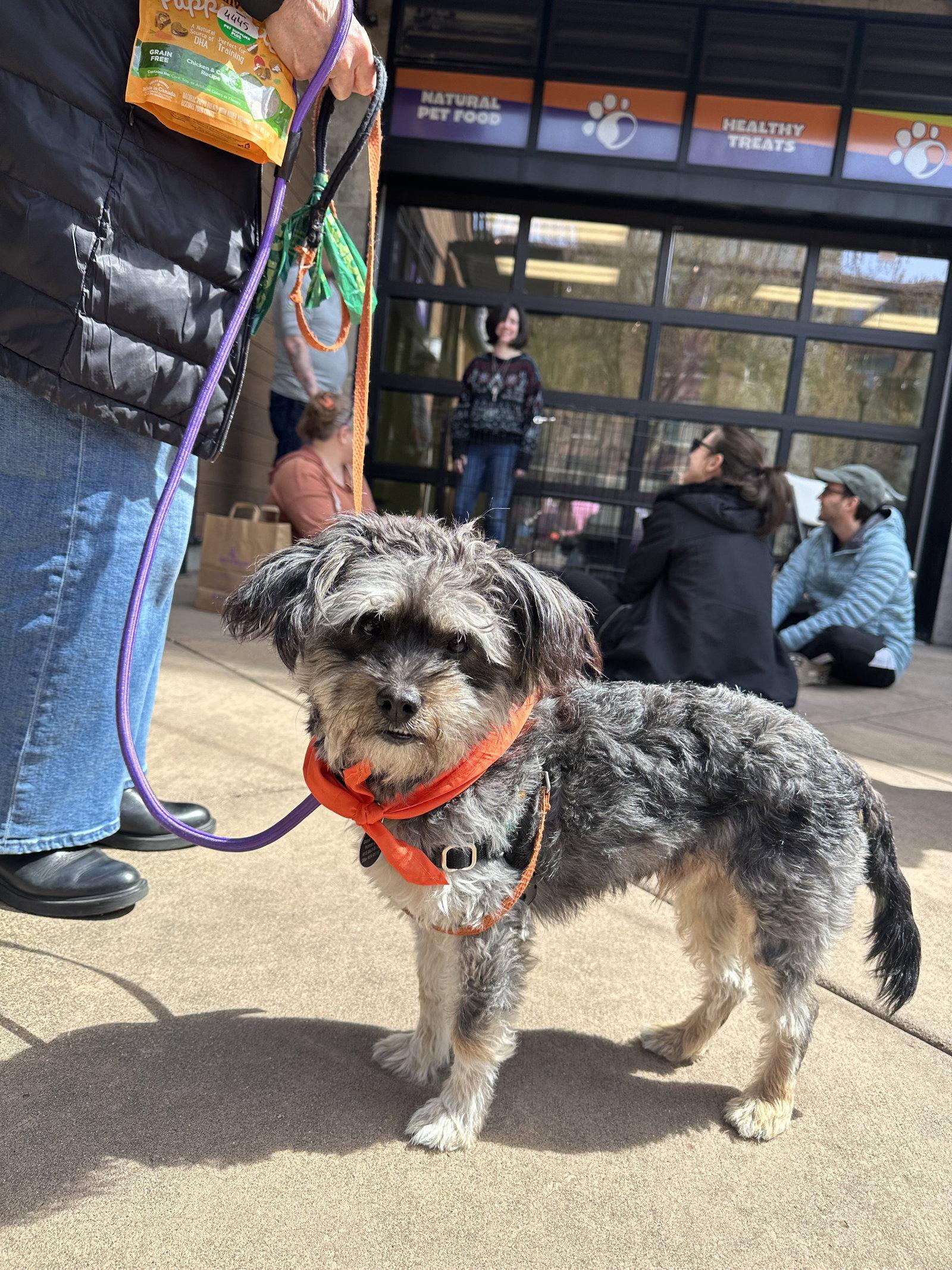 Enlarge Garland, a Adoptable Schnauzer in Seattle, WA image 1/3