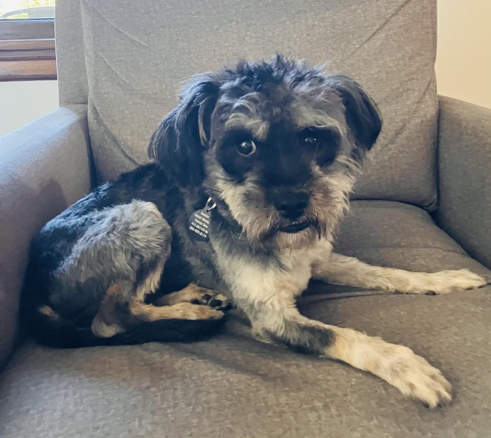Garland, Adoptable, Adult Male Schnauzer.