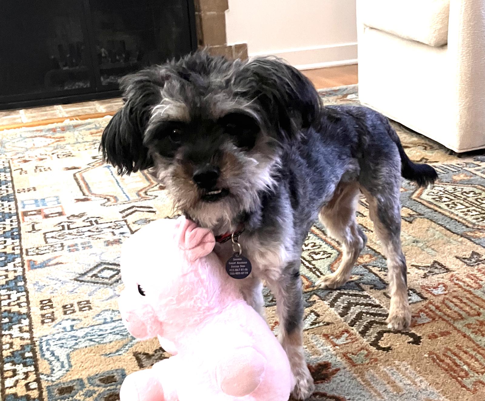 Enlarge Garland, a Adoptable Schnauzer in Seattle, WA image 3/3
