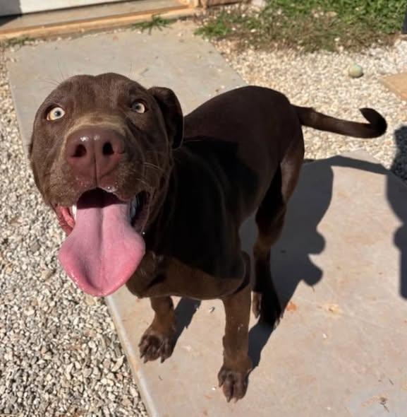 Enlarge Goblin, a Adoptable mixed breed in Munfordville, KY image 1/3