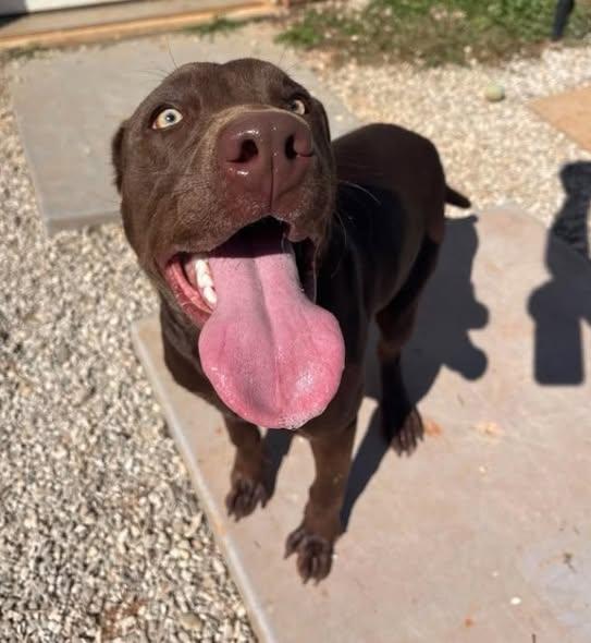 Enlarge Goblin, a Adoptable mixed breed in Munfordville, KY image 3/3