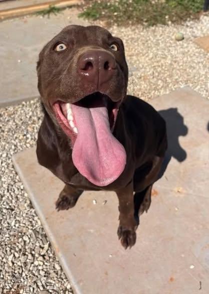 Enlarge Goblin, a Adoptable mixed breed in Munfordville, KY image 2/3