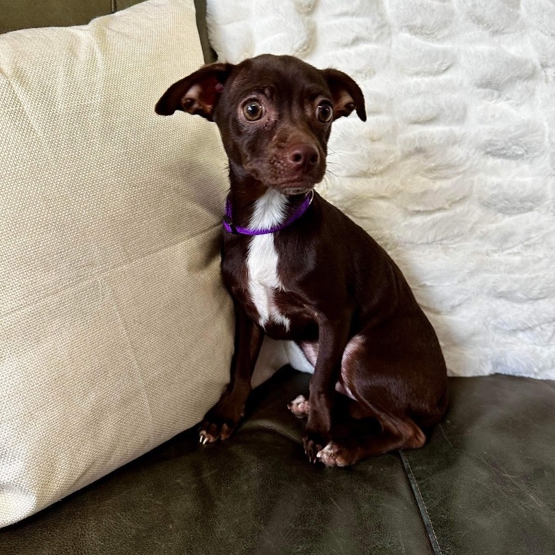 Cocoa