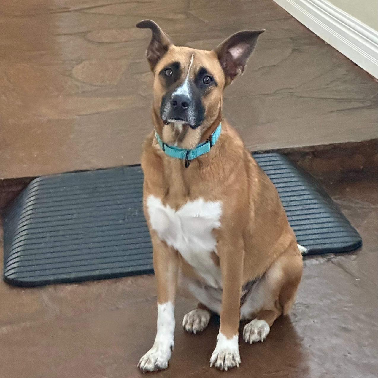 Clay, a Adoptable Shepherd in Brookshire, TX image 1/3