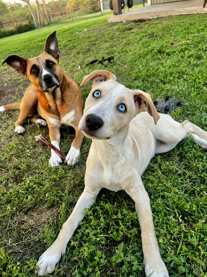 Clay, a Adoptable Shepherd in Brookshire, TX image 2/3