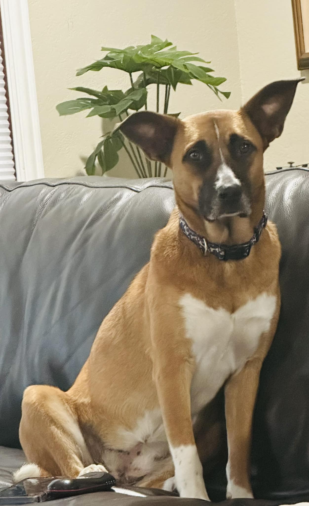 Clay, a Adoptable Shepherd in Brookshire, TX image 3/3