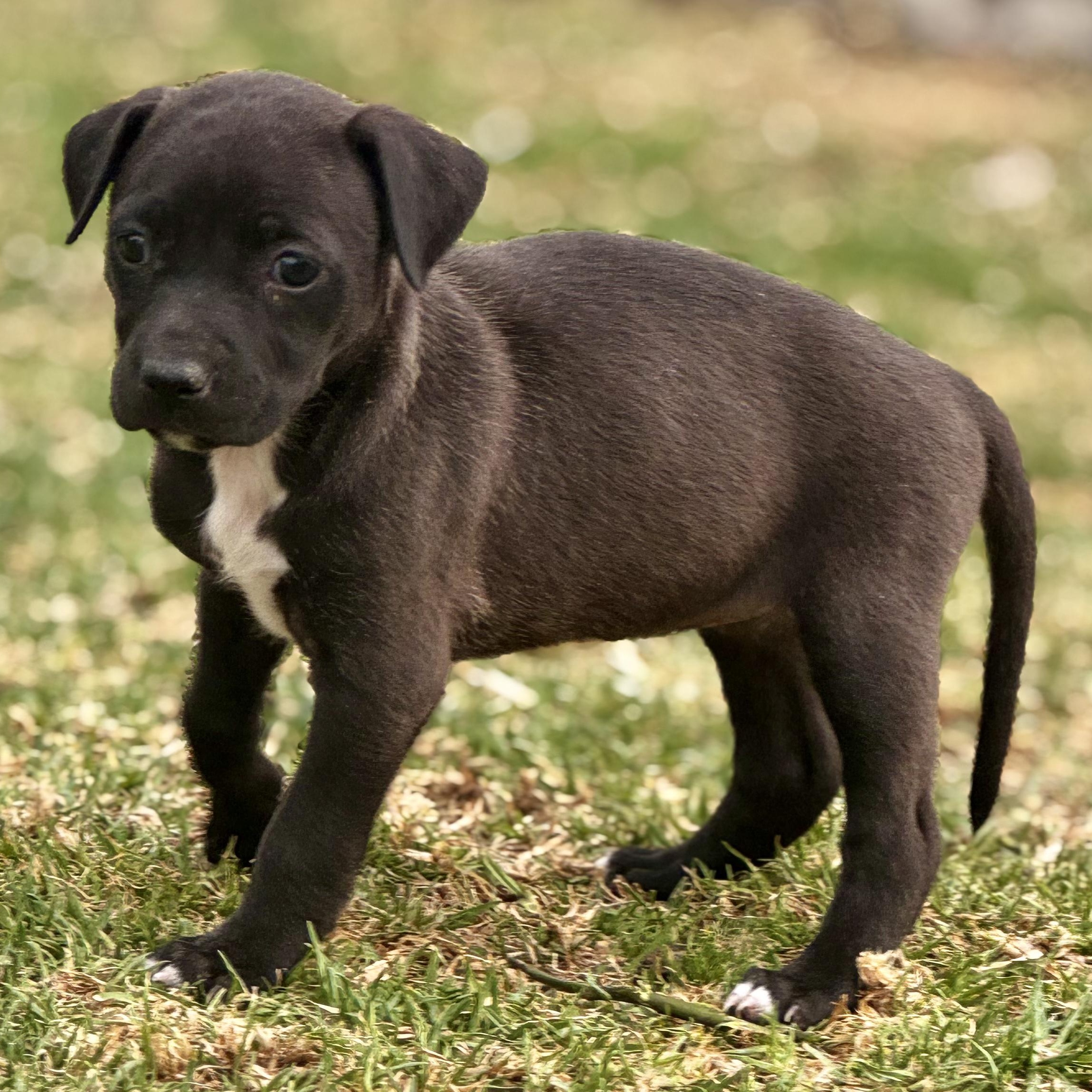 Enlarge Rachel, an adoptable mixed breed in Manvel, TX image 2/6