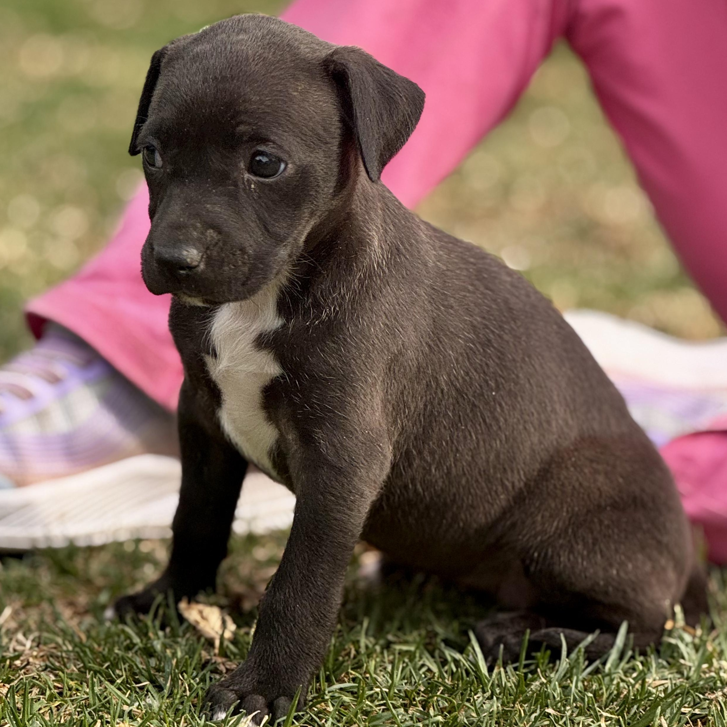 Enlarge Rachel, an adoptable mixed breed in Manvel, TX image 6/6